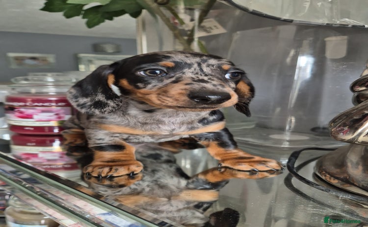 Dachshund dogs - Advert 1