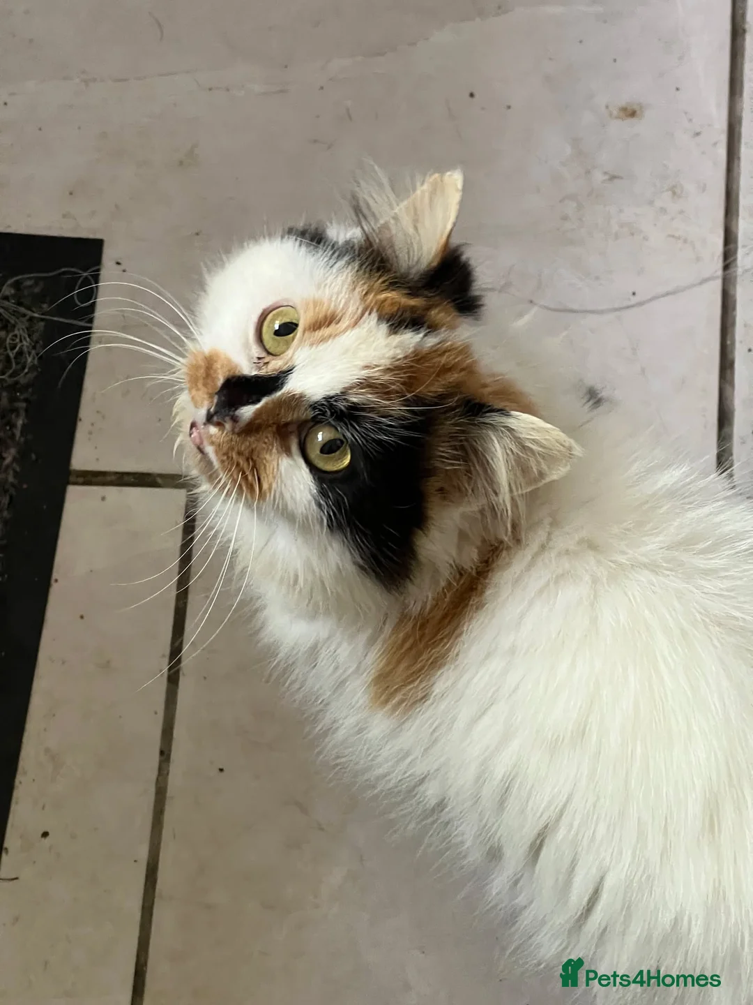 Mixed Breed cats for sale: Two bundles of mischief  - Advert 4