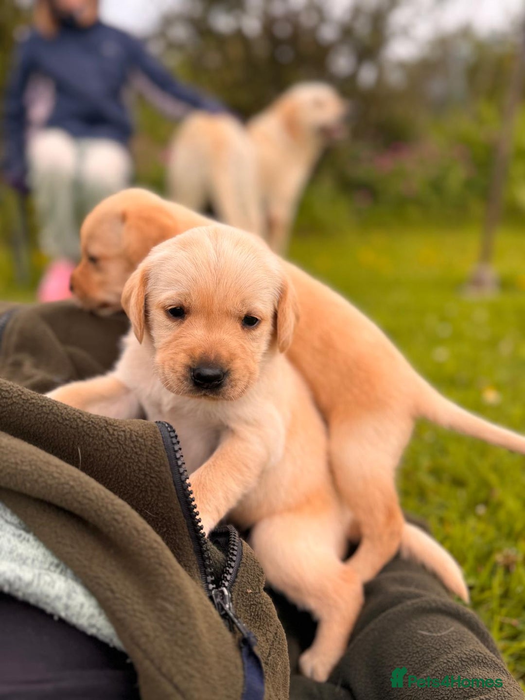 Labrador Retriever dogs for sale: Healthy Adorable kC registered Labrador puppies  - Image 6