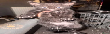 British Shorthair Kitten 1