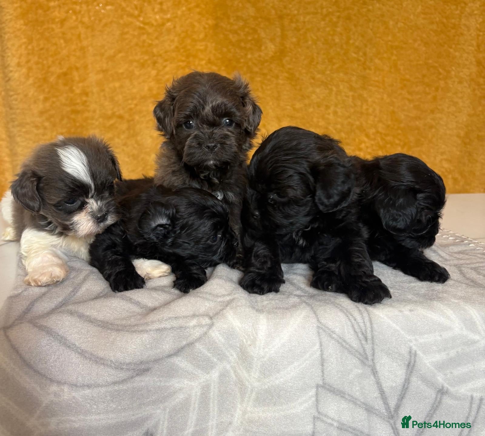 Shihpoo dogs GORGEOUS SHIHPOOS BOTH PARENTS HEALTH TESTED - Advert 2