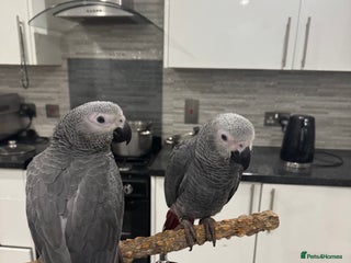 Parrots birds Hand reared fully tame baby African grey parrot - Advert 1