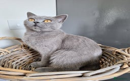 British Shorthair cats for sale: 😻🤎CHOCOLATE BSH boy and girl, LONDON, READY NOW! - Image 8