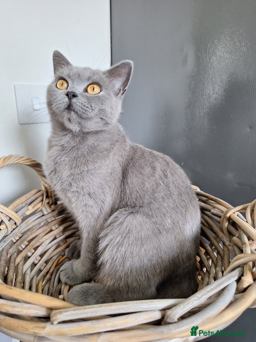 British Shorthair cats for sale: 😻🤎CHOCOLATE BSH boy and girl, LONDON, READY NOW! - Image 8