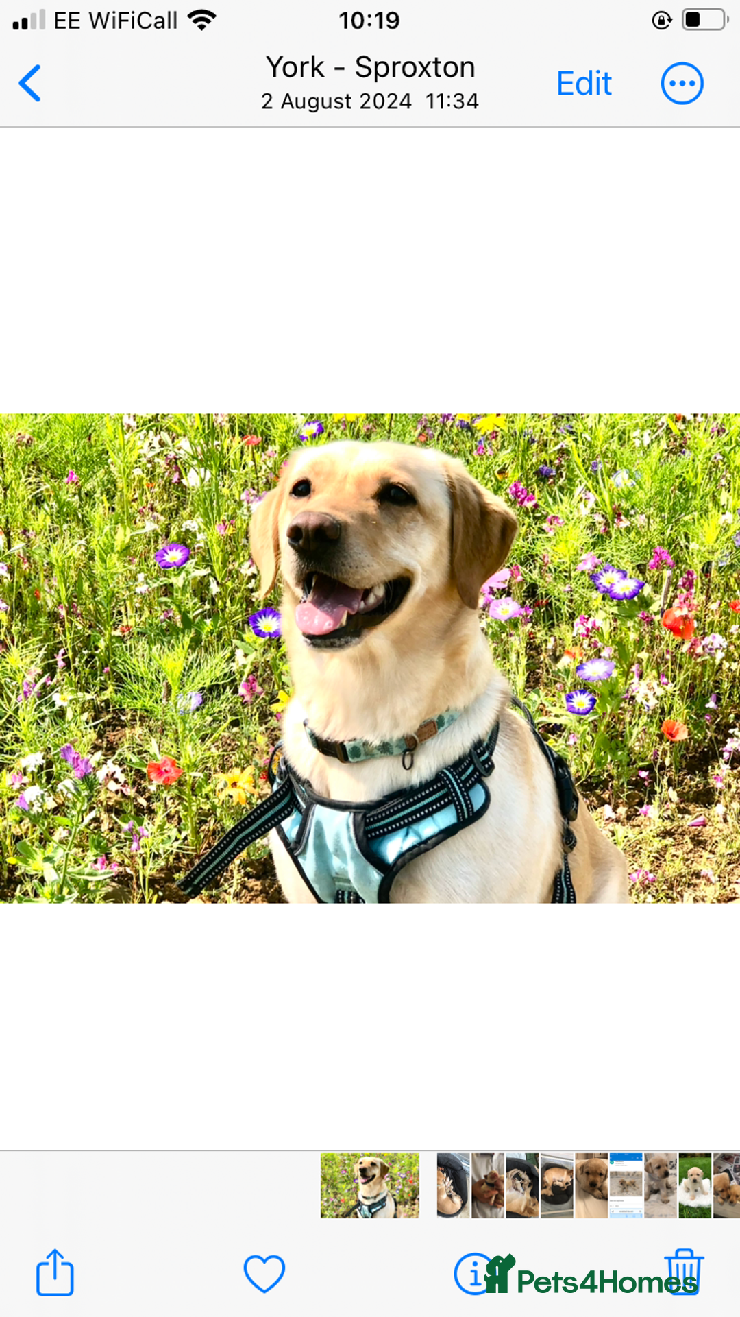 Labrador Retriever dogs for sale: Outstanding KC reg. yellow and black Labrador pups - Advert 2