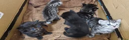 Mixed Breed cats for sale: Stunning long and short hair kittens  - Advert 7