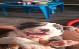 Staffordshire Bull Terrier dogs for sale: Blue Staffordshire bull terrier puppies  - Image 35