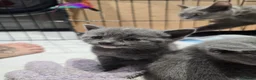 Mixed Breed cats for sale: 6x Gorgeous kittens - Advert 11