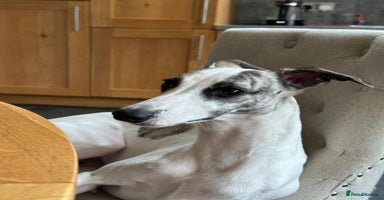 Whippet dogs - Advert 1