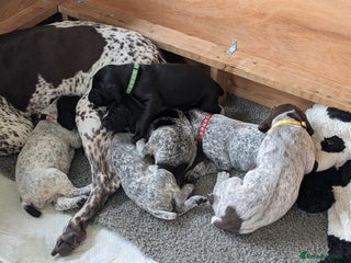 German Shorthaired Pointer dogs - Advert 1