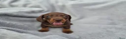 Miniature Dachshund dogs for sale: Gorgeous KC Reg, PRA Clear miniature dachshunds - Advert 3