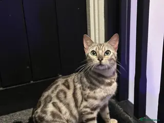 Bengal cats Stunning Silver Bengal Female! in Rochdale - Advert 4