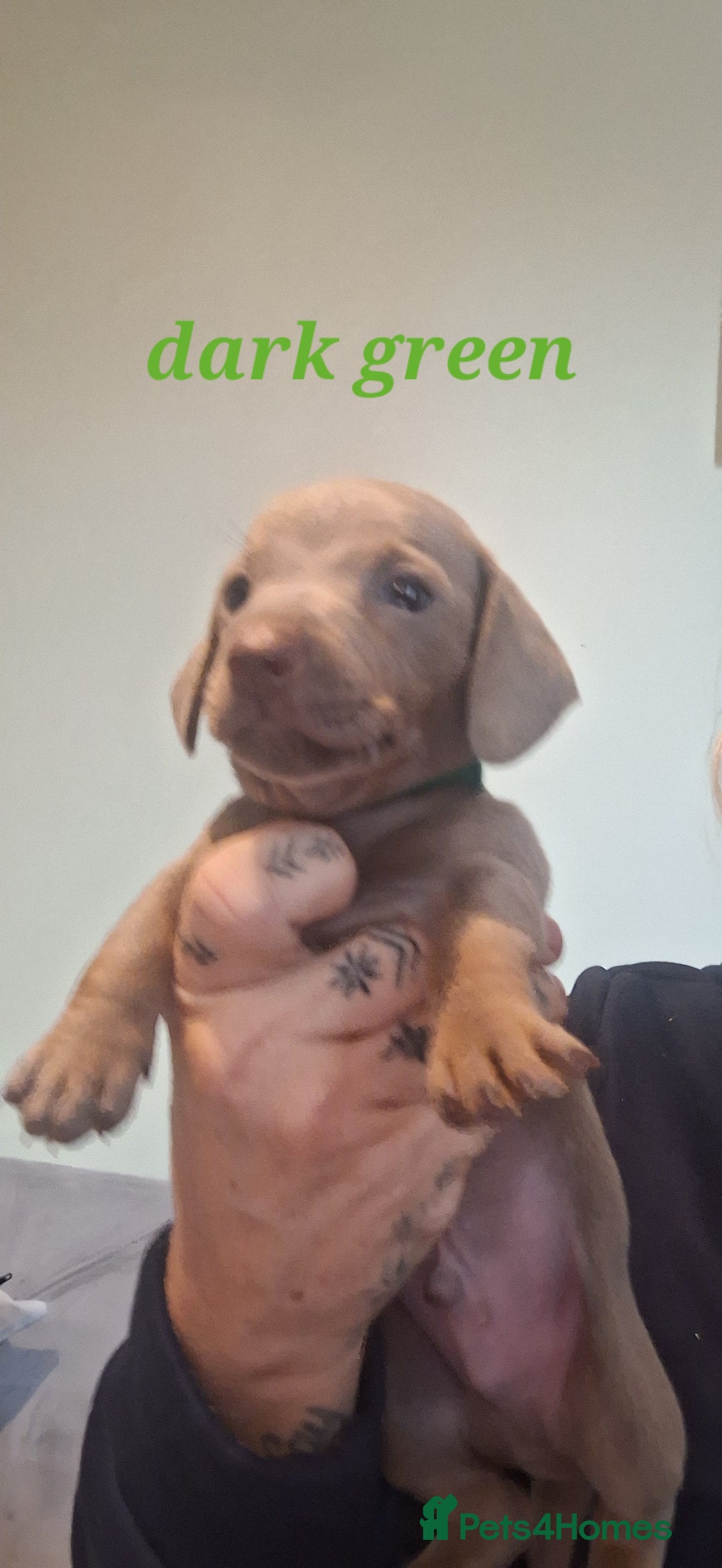 Dachshund dogs for sale: Lilac minuture dashound puppies - Image 1