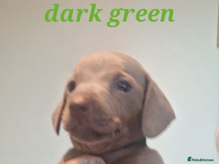 Dachshund dogs - Advert 12