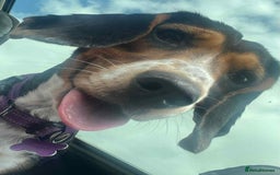 Beagle dogs for adoption: Bonnie needs her forever home  - Image 5