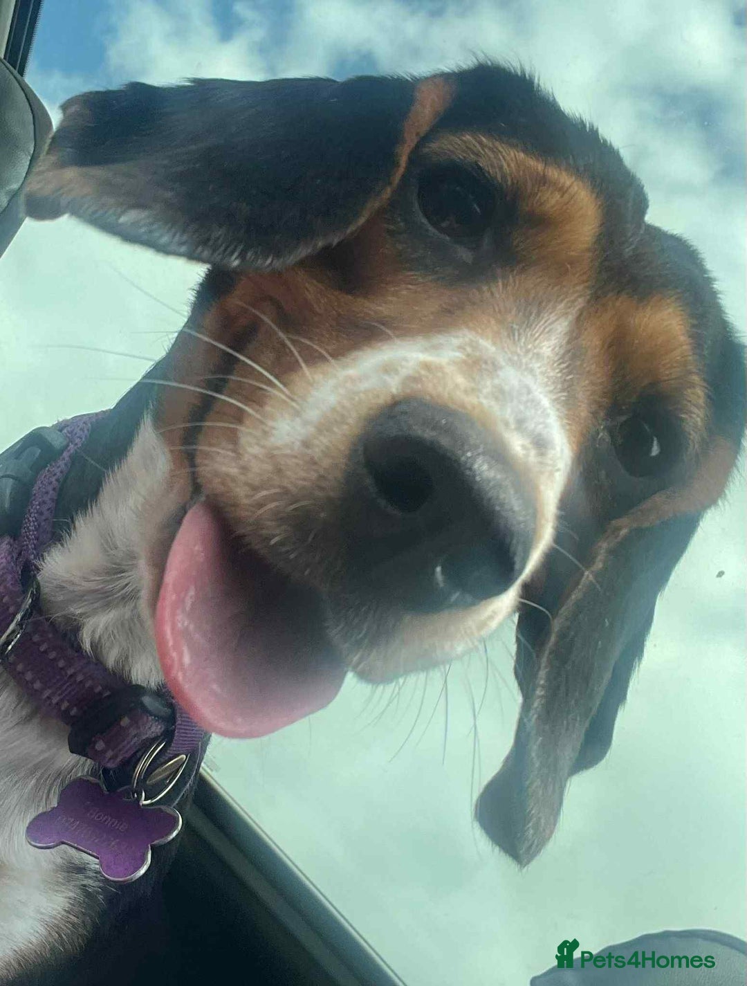 Beagle dogs for adoption: Bonnie needs her forever home  - Image 5