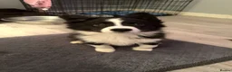 Border Collie dogs for sale: lovely boy border collie for sale  - Advert 4