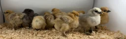 Chickens poultry for sale: Hatching Eggs🐣USA Bearded Silkies,Brahmas,Vorwerk - Advert 12