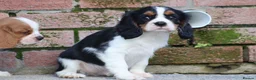 Cavalier King Charles Spaniel dogs for sale: Beautiful Cavalier King Charles Spaniel puppies - Advert 34