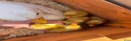 Ducks poultry for sale: Indian Runner Ducklings for sale in Kettering - Advert 3