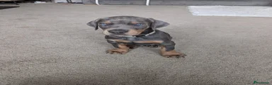 Dobermann Puppy (Blue and Tan) - Grey