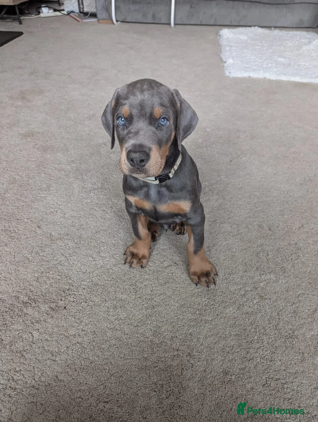 Dobermann dogs for sale: Beautiful Dobermann - Available 2nd May. Last one! - Advert 2