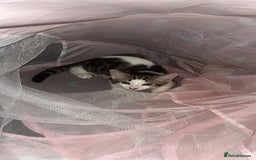 British Shorthair cats for sale: Beautiful boy kitten!!🩵 - Image 4