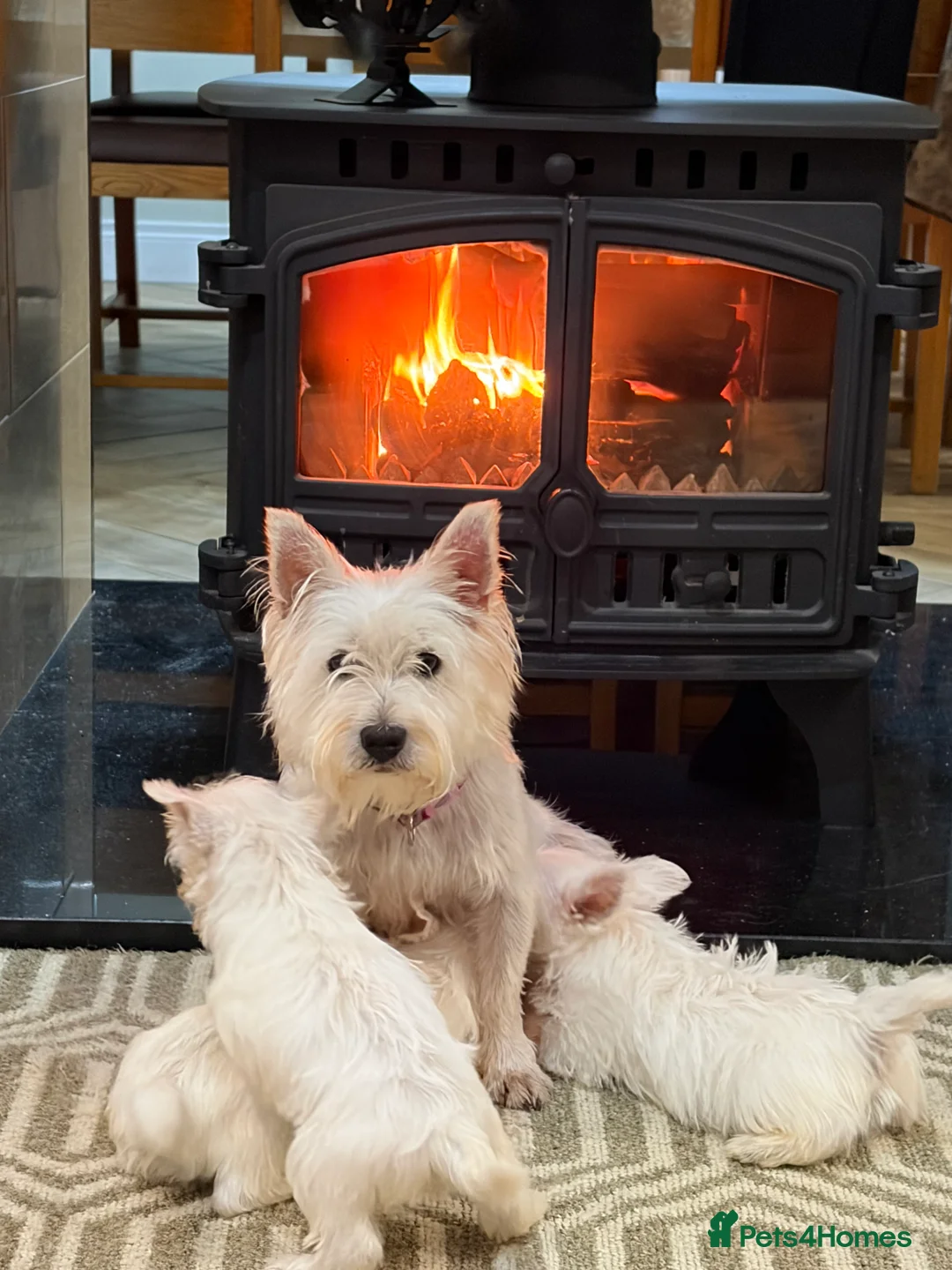 West Highland Terrier dogs for sale: West Highland Terrier puppies.  - Advert 5