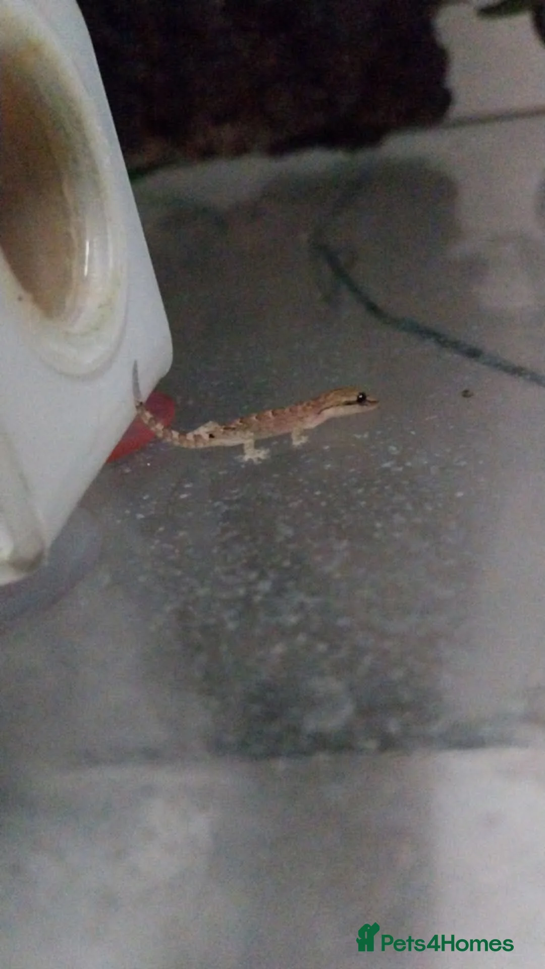 Gecko reptiles for sale: Mourning geckos. - Advert 20