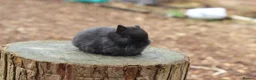Netherland Dwarf rabbits for sale: Beautiful Netherland Dwarf Baby Rabbits  - Advert 12