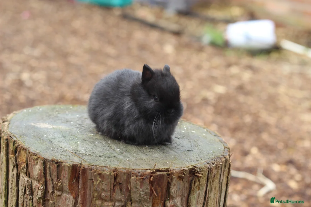 Netherland Dwarf rabbits for sale: Beautiful Netherland Dwarf Baby Rabbits  - Advert 12