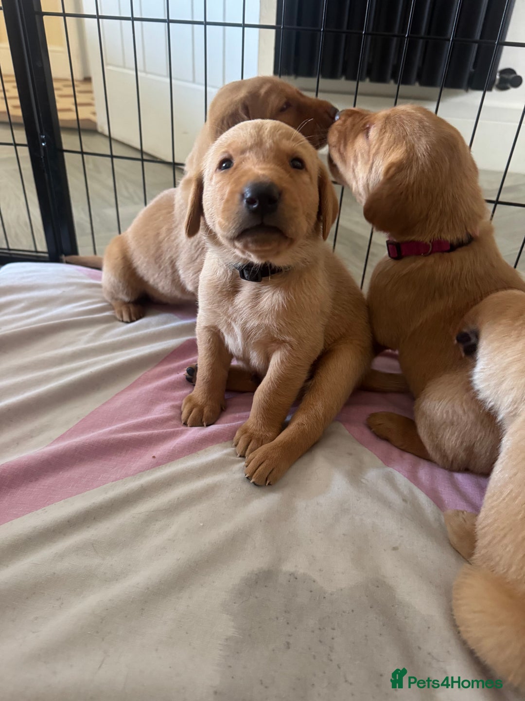 Labrador Retriever dogs for sale: Fox Red litter born 5th August - Image 5