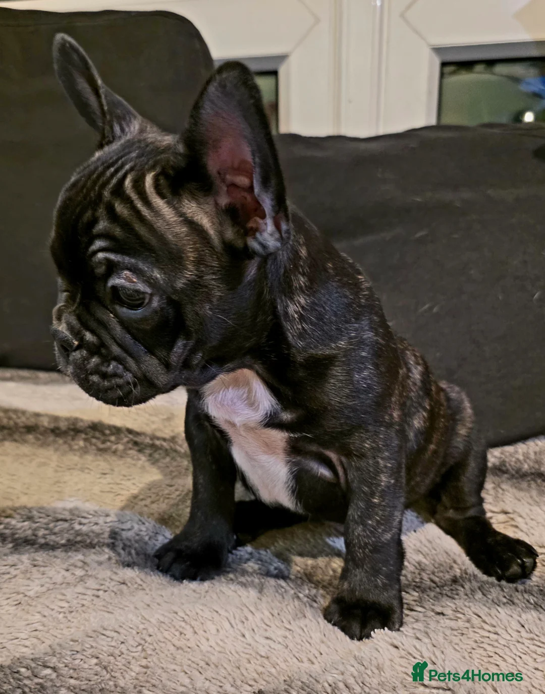 French Bulldog dogs for sale: Beautiful French bulldog  - Advert 17