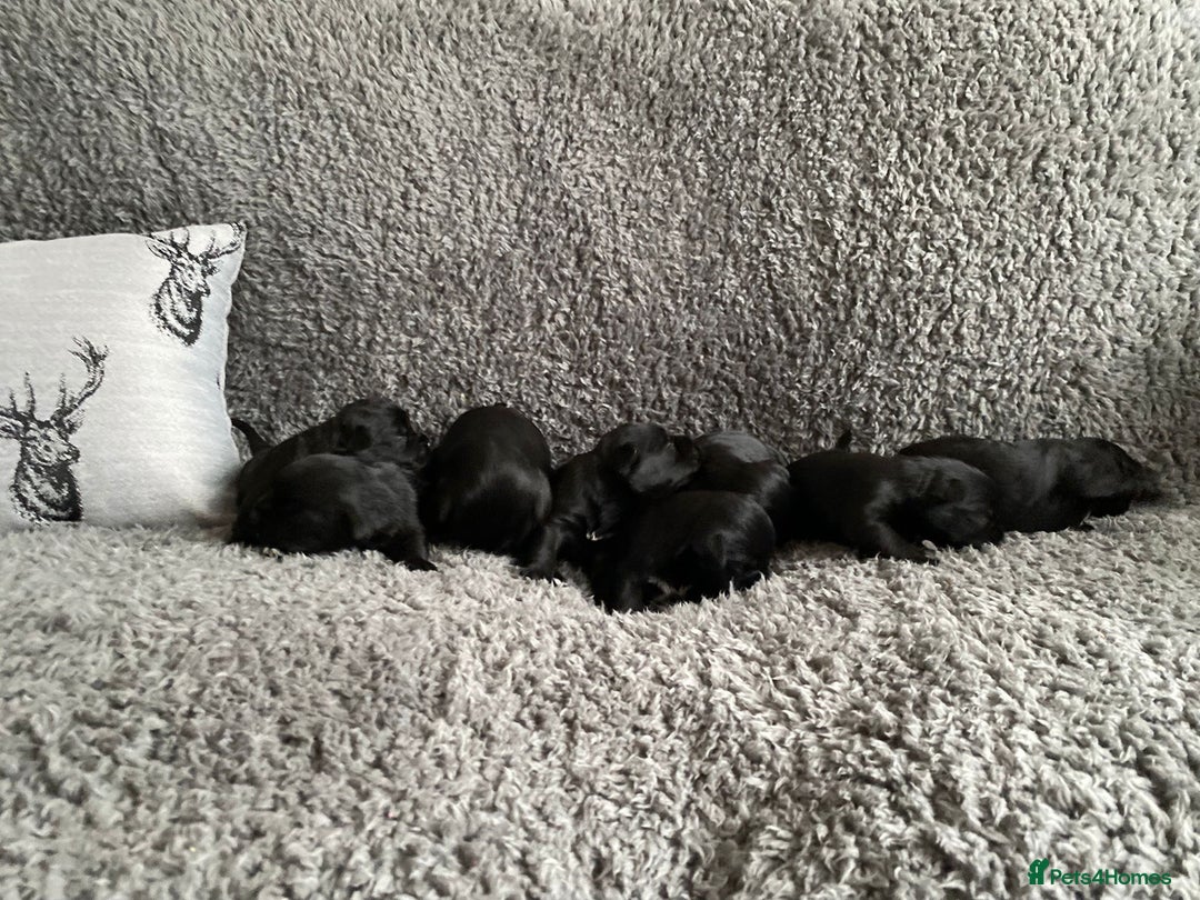 Miniature Schnauzer dogs for sale: KC MAC Quality Black Miniature schnauzers  - Advert 16