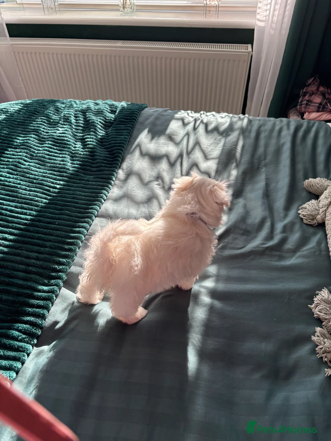 Maltese dogs for sale: Maltese babies - Advert 5