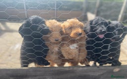 Aussiedoodle dogs for sale: Last Boy AussieDoodle Fully Vaccinated/Vet checked - Image 27