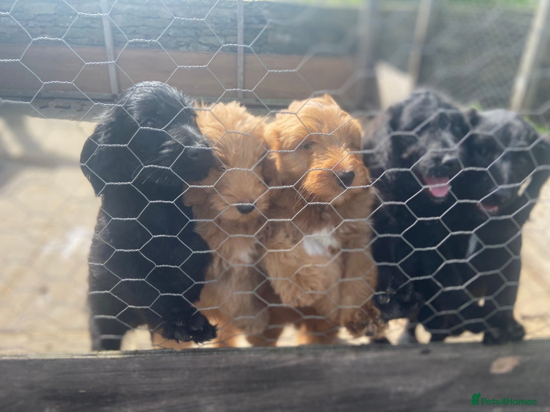 Aussiedoodle dogs for sale: Last Boy AussieDoodle Fully Vaccinated/Vet checked - Image 27