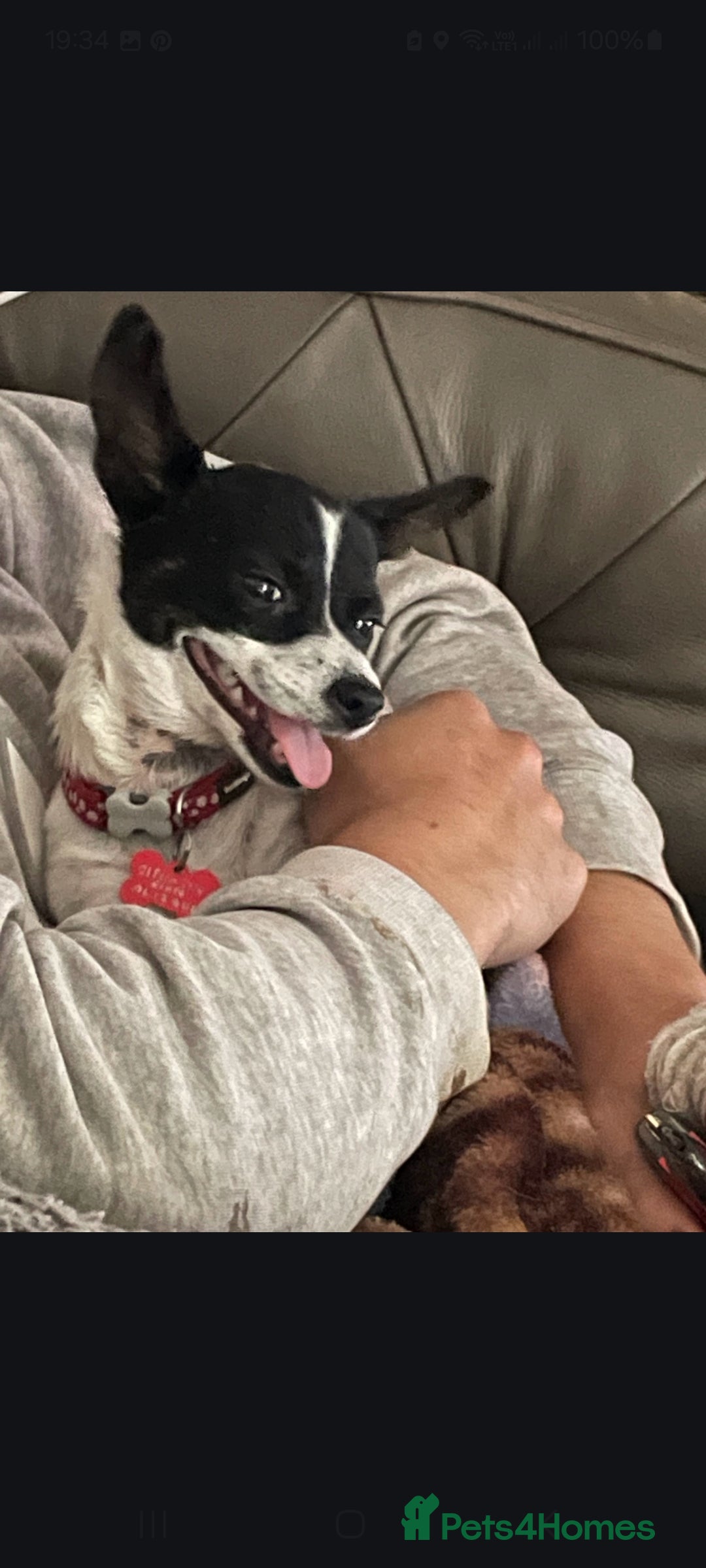 Chiweenie dogs for sale: Chihuahua cross dauchound  - Advert 2