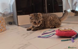 Scottish Fold cats for sale: Scottish fold kittens (price down due to holiday) - Image 12