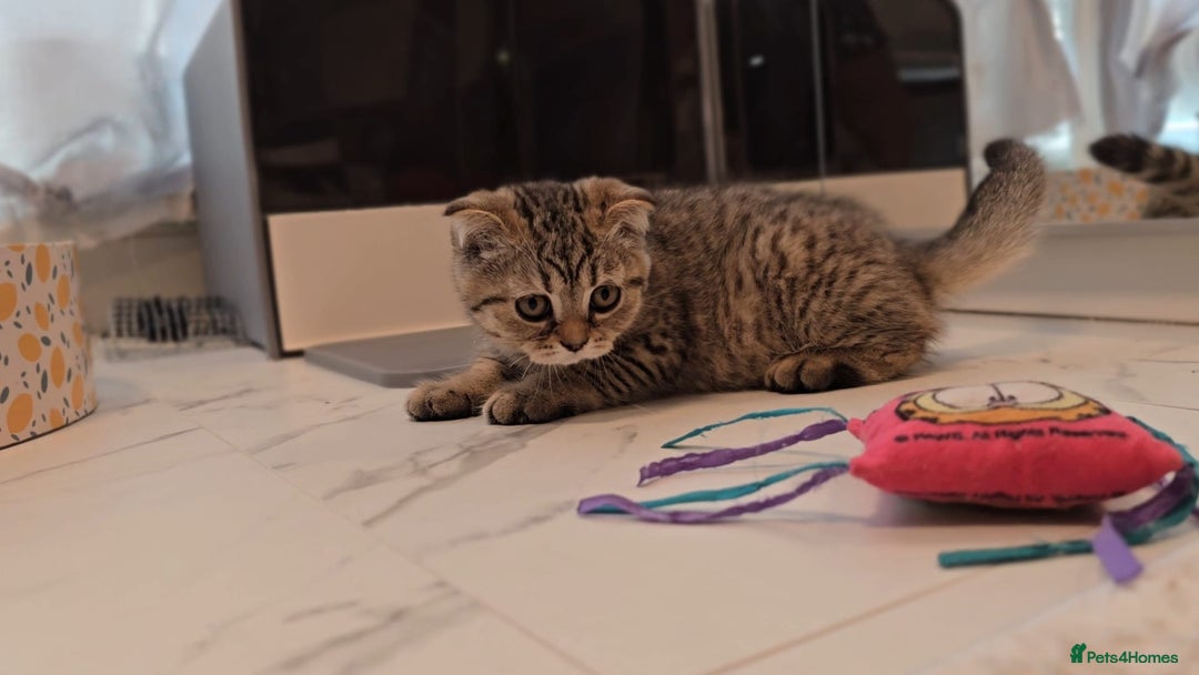 Scottish Fold cats for sale: Scottish fold kittens (price down due to holiday) - Image 12