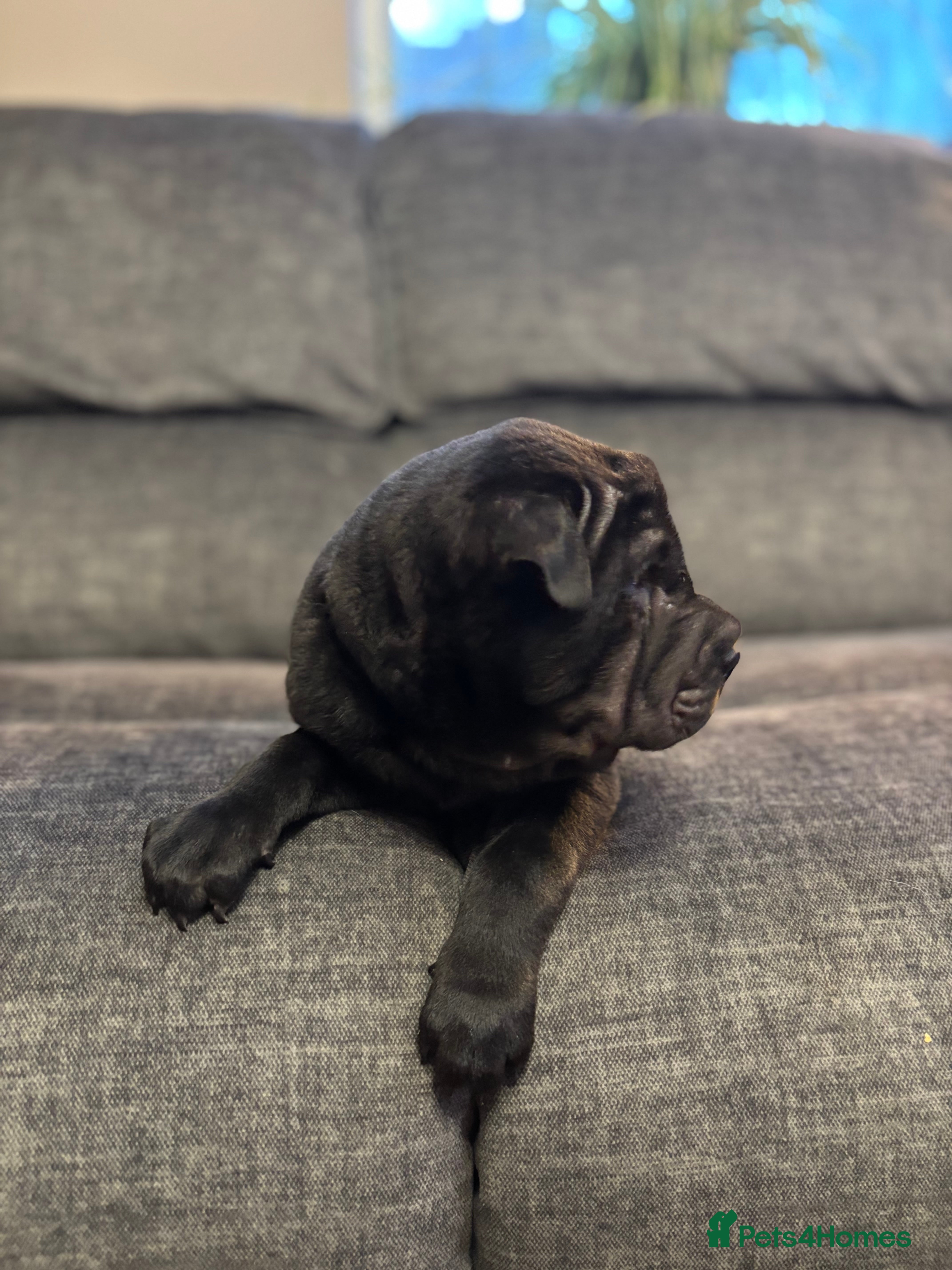 Shar Pei dogs Healthy Shar Pei puppies - Advert 1