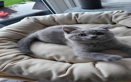 British Shorthair cats for sale: Beautifully british shorthair  kittens ready to go - Image 9