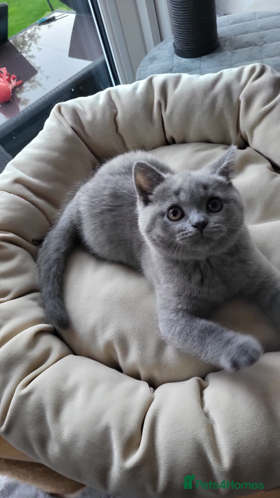 British Shorthair cats for sale: Beautifully british shorthair  kittens ready to go - Image 9