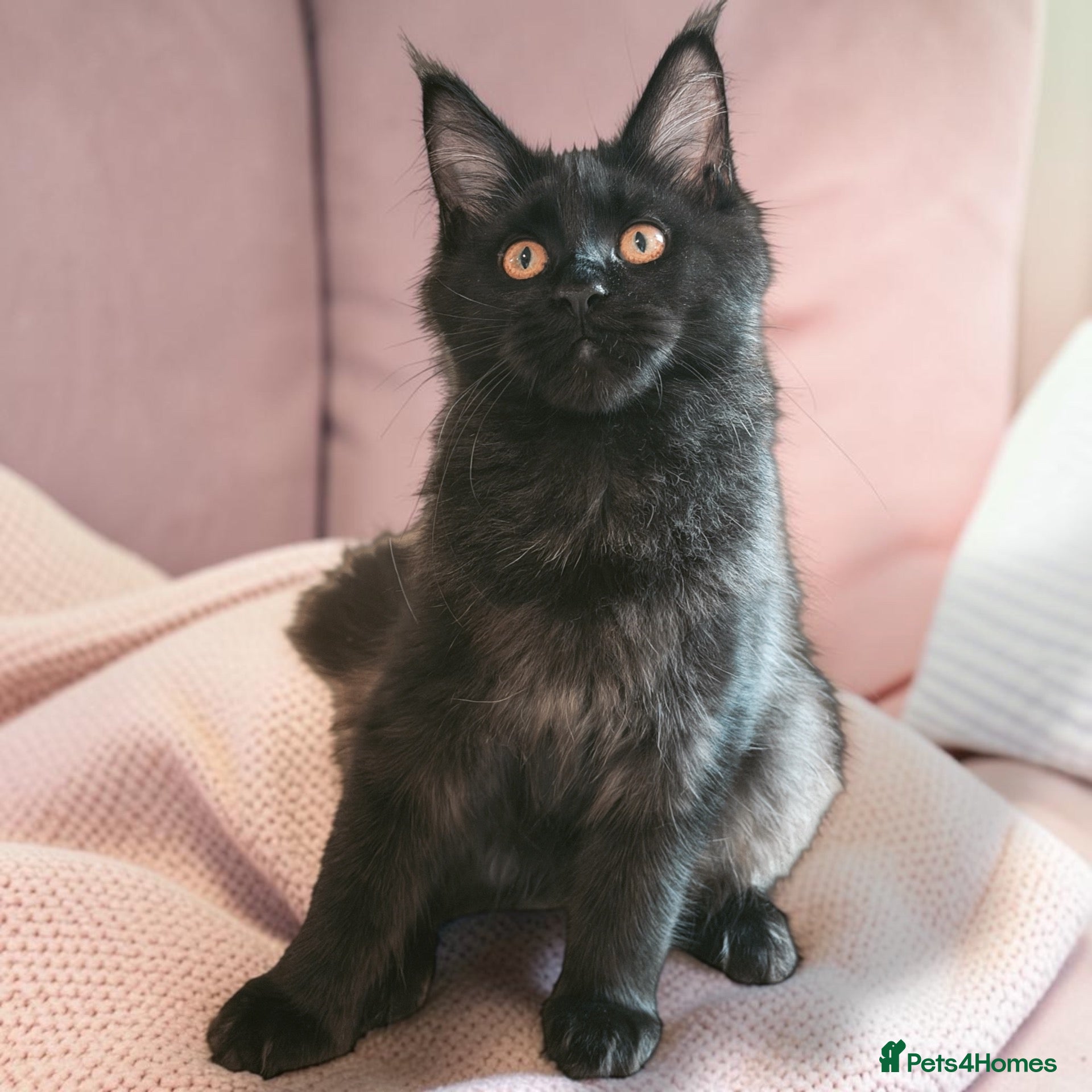 Maine Coon cats TICCA Registered Mainecoon Kittens (PetOnly) - Advert 2