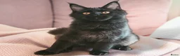 Maine Coon cats for sale: TICCA Registered Mainecoon Kittens (PetOnly) - Advert 2