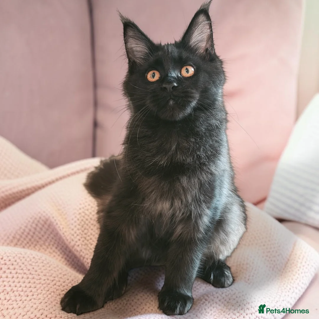 Maine Coon cats for sale: TICCA Registered Mainecoon Kittens (PetOnly) - Advert 2