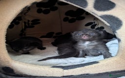 Mixed Breed cats for sale: Kittens  - Image 6