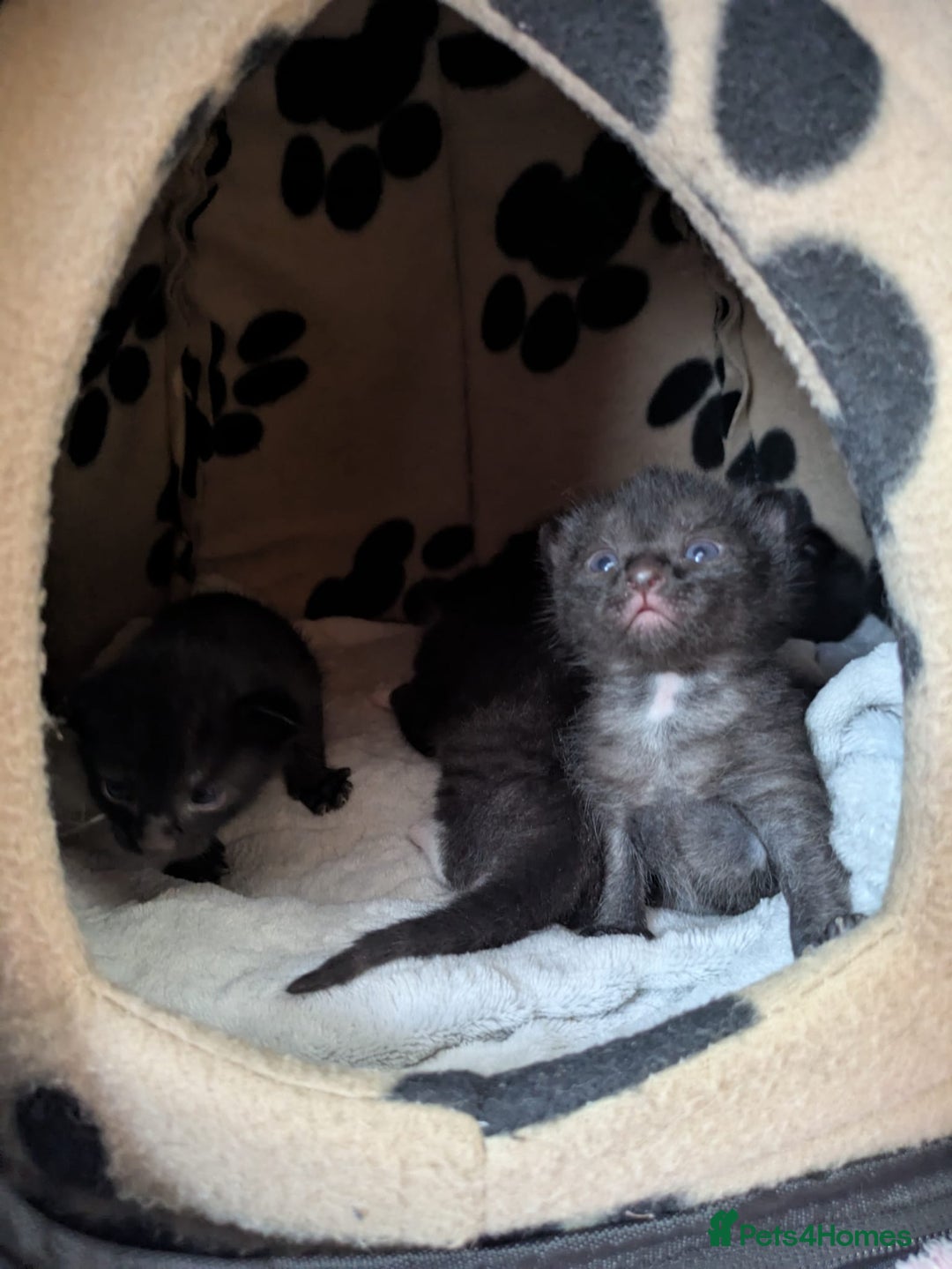 Mixed Breed cats for sale: Kittens  - Image 6