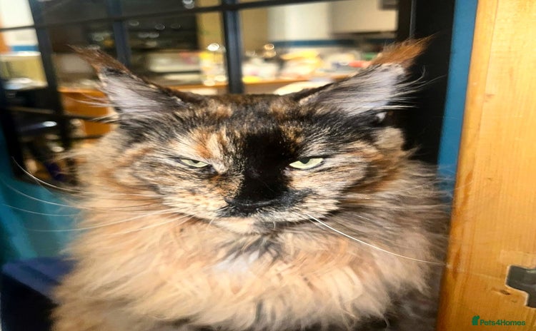 Maine Coon cats - Advert 7