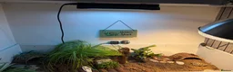 Tortoise reptiles for sale: Sheldon Tortoise  in Bolton - Advert 4